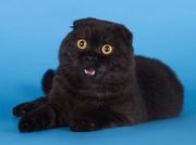 Вязка. Красавец кот скоттиш-фолд черный дым приглашает на вязку.