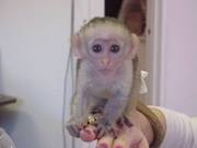 ребенка капуцин обезьян для принятия - Другие домашние животные