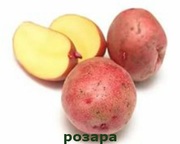 Картофель семенной Розара оптом
